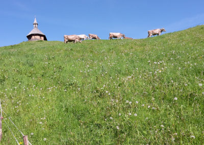 Altweibersommer in Vorarlberg